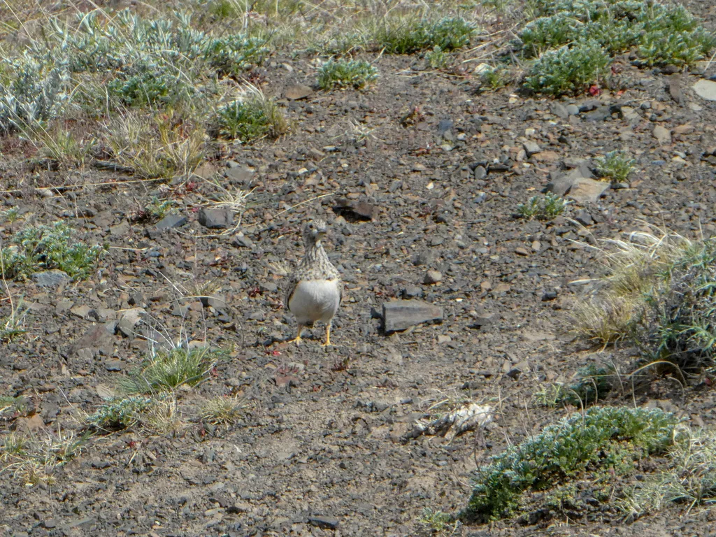 小籽鹬(Thinocorus rumicivorus)