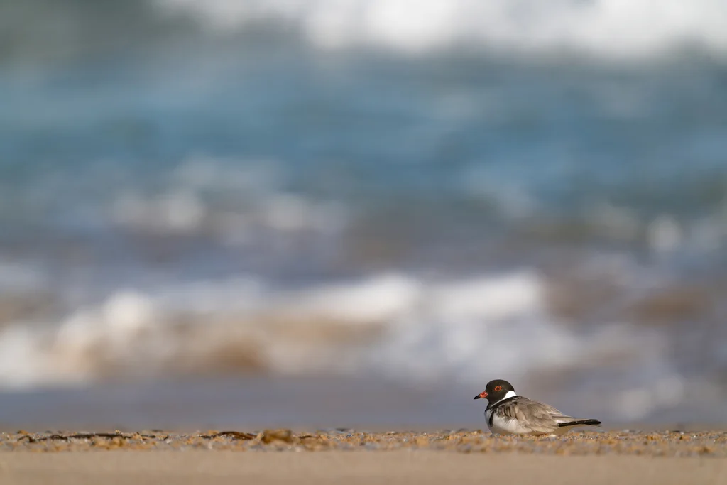 黑头鸻(Thinornis cucullatus)