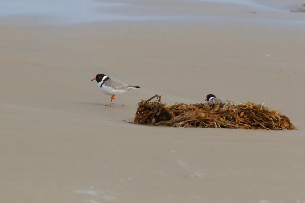 黑头鸻(Thinornis cucullatus)