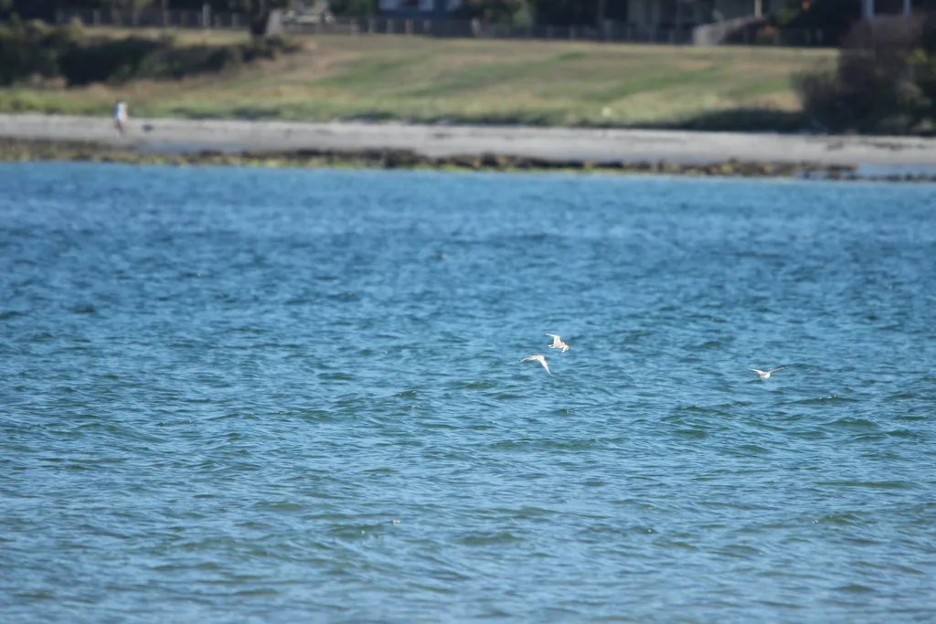 黑头鸻(Thinornis cucullatus)