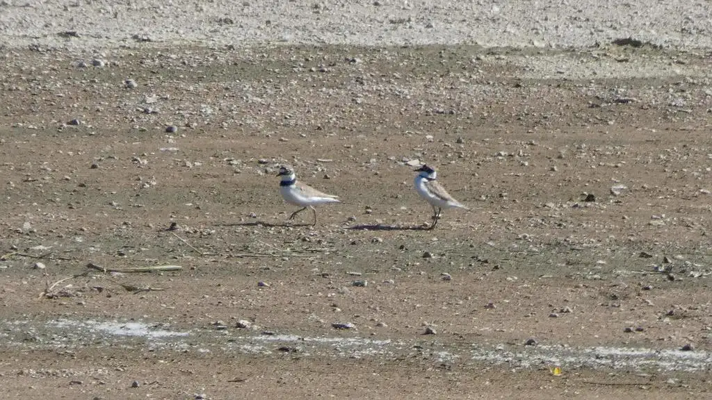 金眶鸻(Thinornis dubius)