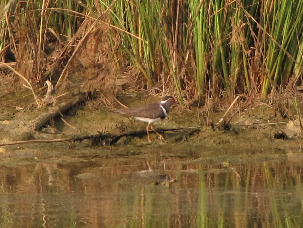 福氏鸻(Thinornis forbesi)