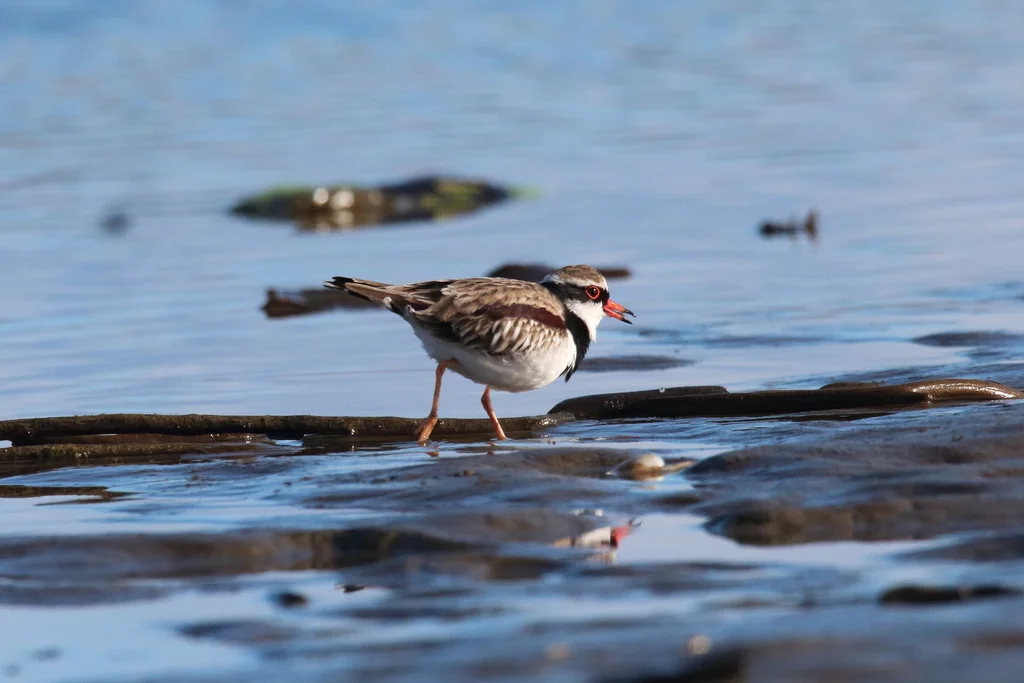 黑额鸻(Thinornis melanops)