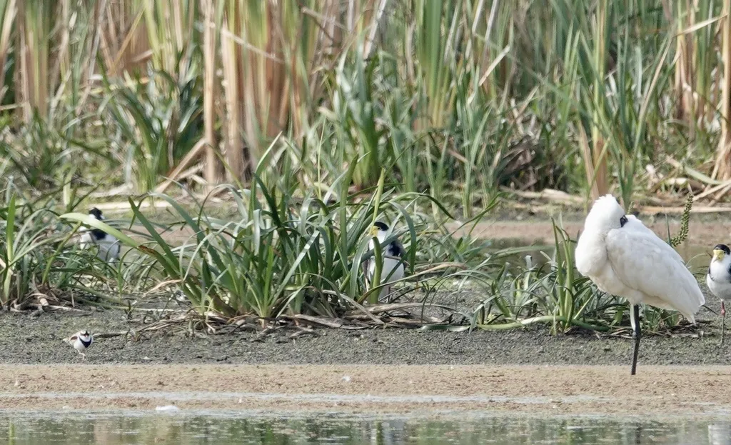 黑额鸻(Thinornis melanops)