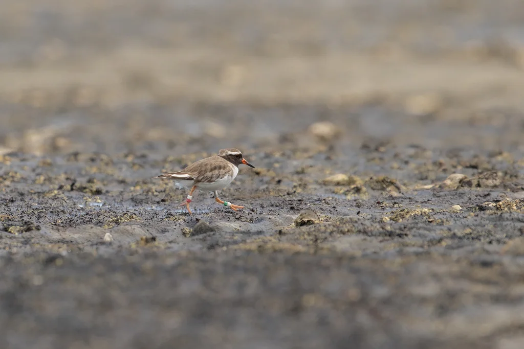 滨鸻（Thinornis novaeseelandiae）