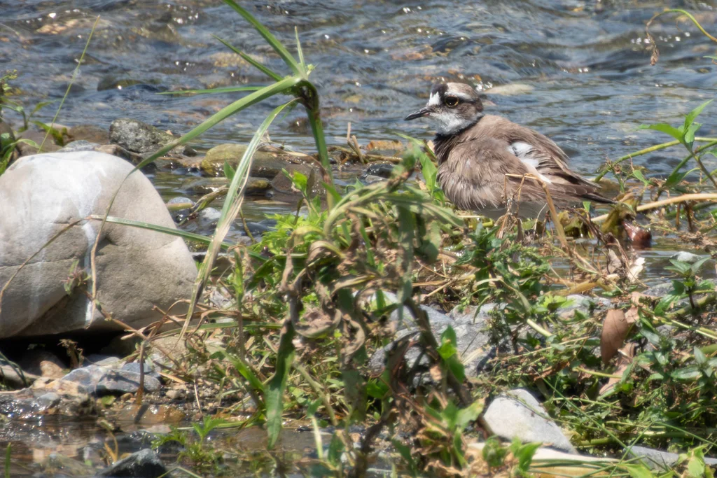 长嘴剑鸻(Thinornis placidus)
