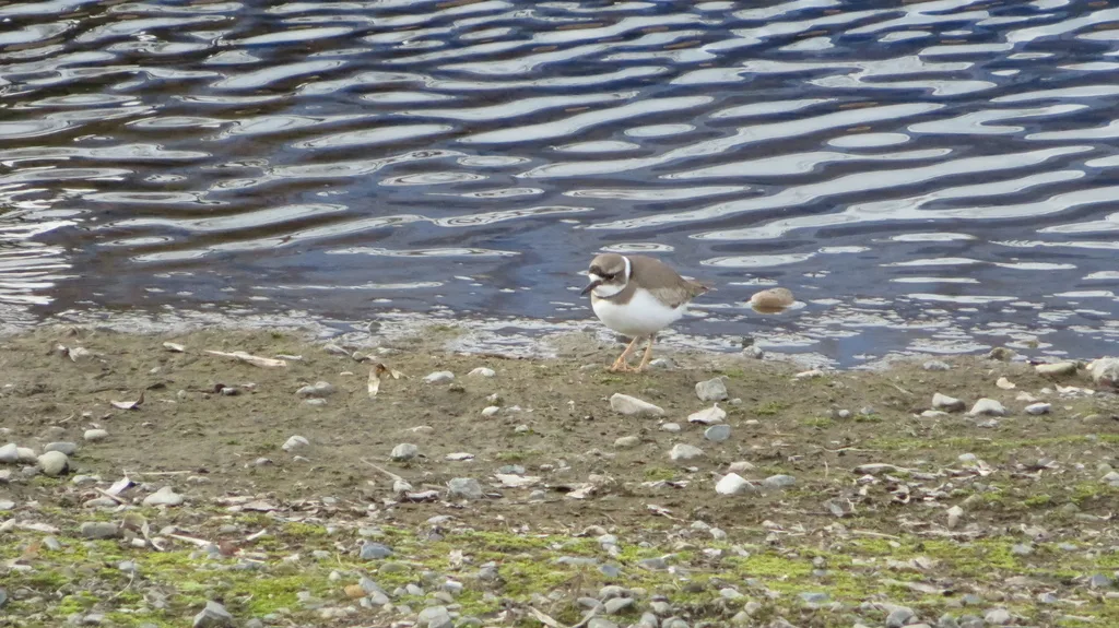 长嘴剑鸻(Thinornis placidus)