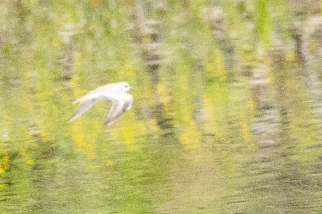 长嘴剑鸻(Thinornis placidus)