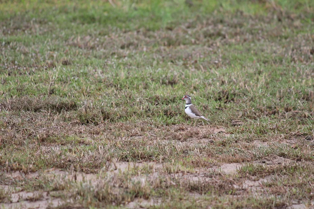三色鸻(Thinornis tricollaris)