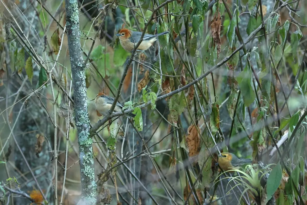 黄腹灰背雀(Thlypopsis inornata)