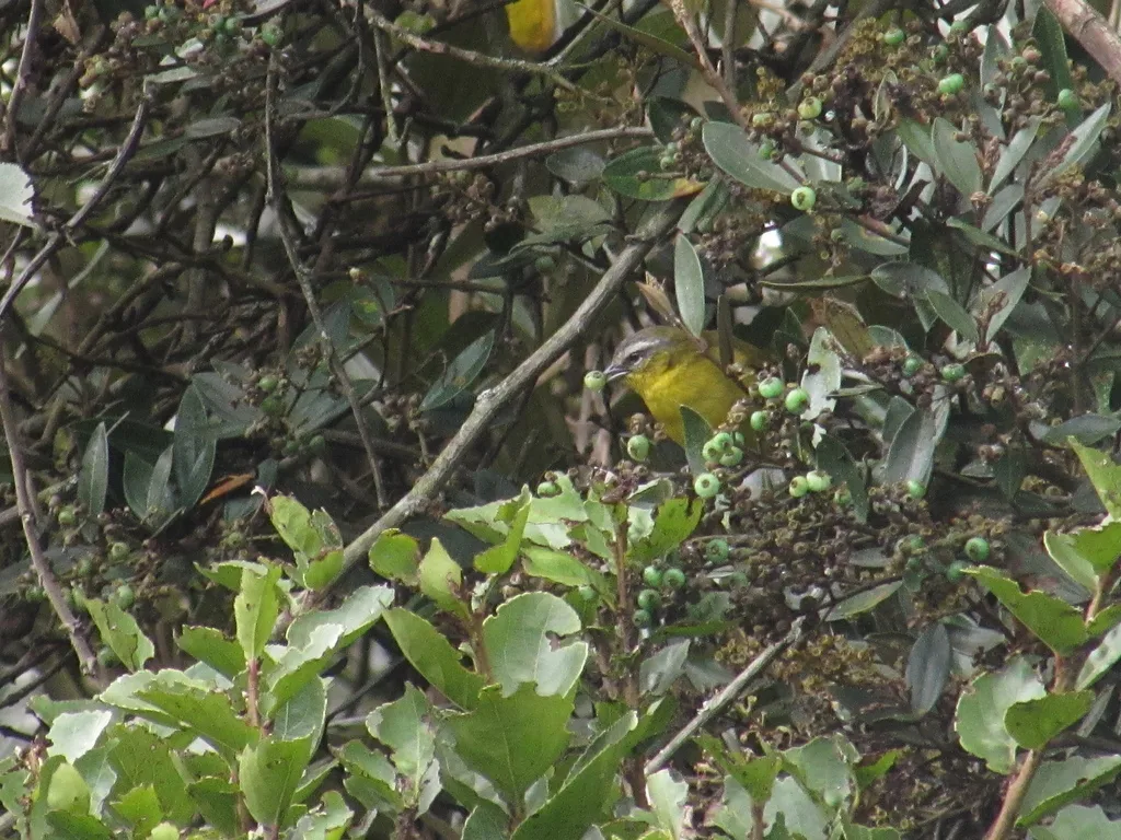 白眉拟雀(Thlypopsis superciliaris)