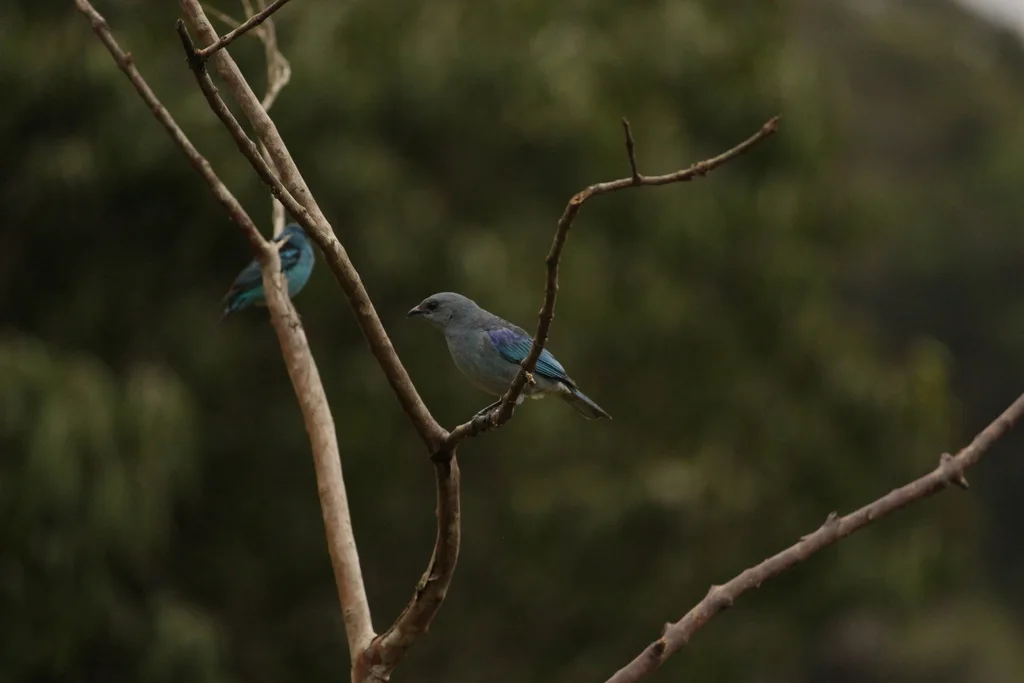 蓝肩裸鼻雀(Thraupis cyanoptera)