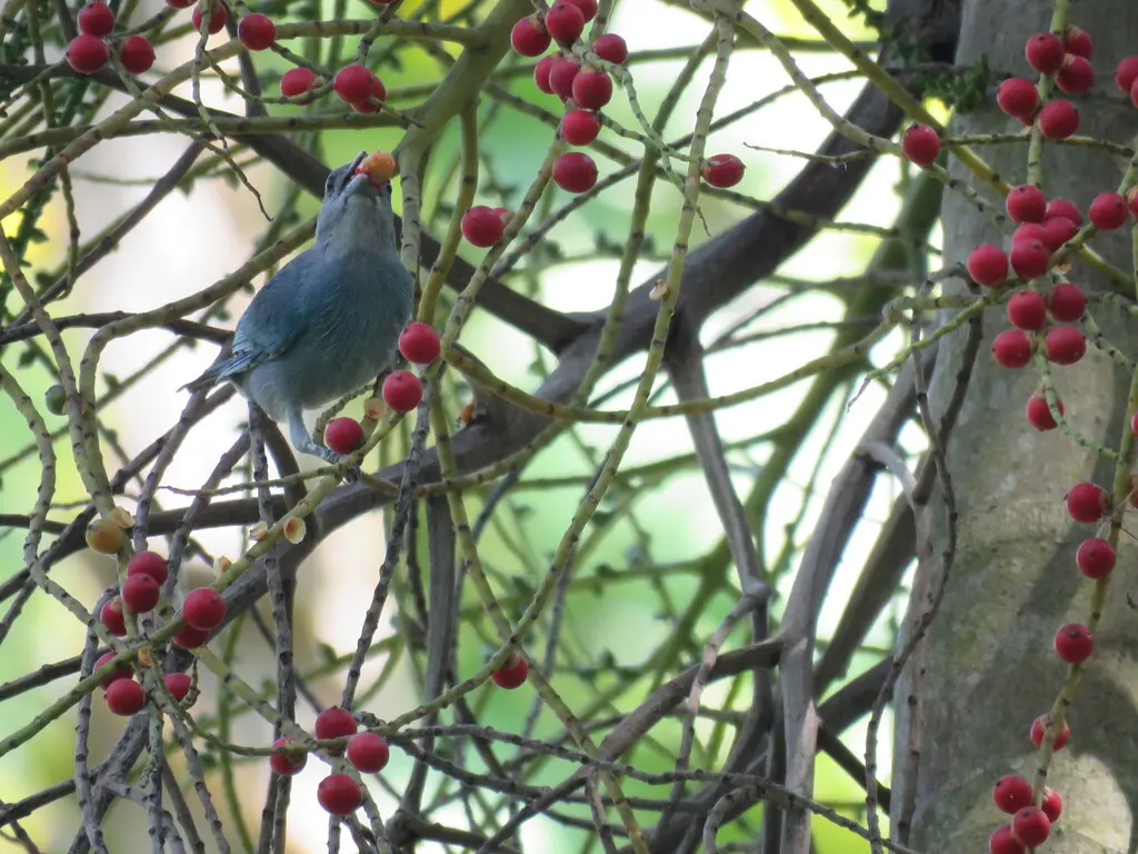 绿灰裸鼻雀(Thraupis glaucocolpa)