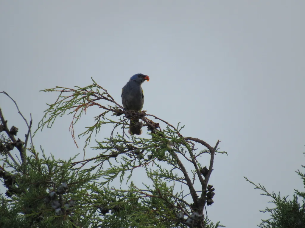 金肩纹裸鼻雀(Thraupis ornata)