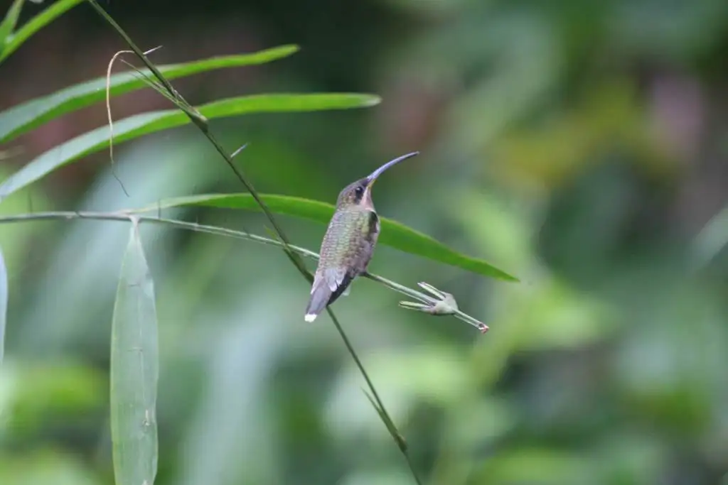 淡尾髭喉蜂鸟(Threnetes leucurus)