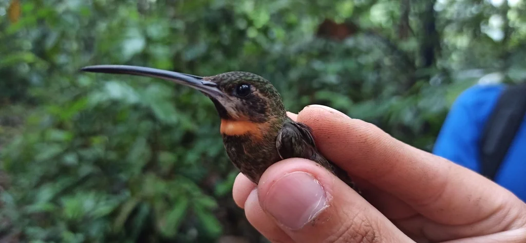 淡尾髭喉蜂鸟(Threnetes leucurus)
