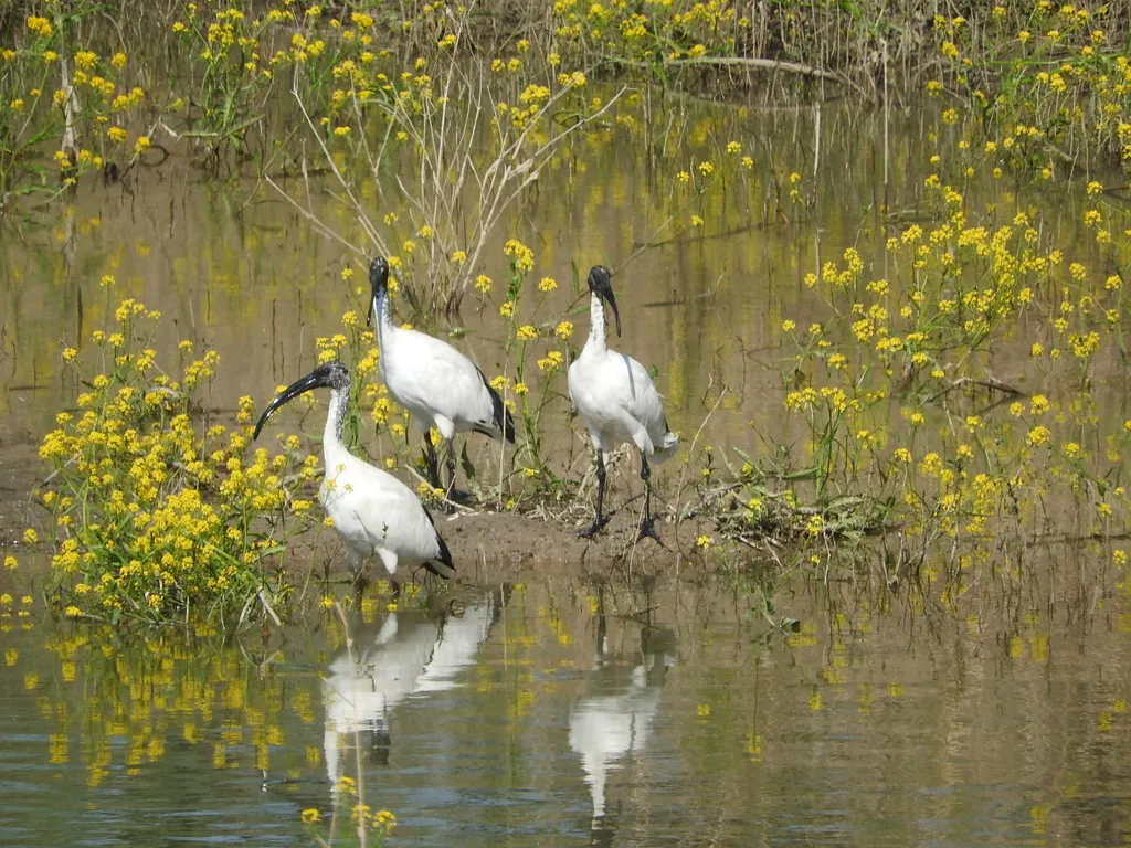 非洲白鹮(Threskiornis aethiopicus)
