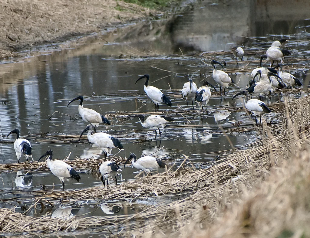 非洲白鹮(Threskiornis aethiopicus)