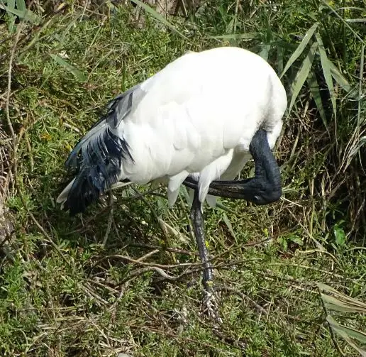 非洲白鹮(Threskiornis aethiopicus)