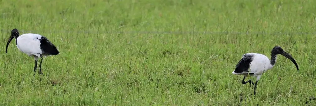 非洲白鹮(Threskiornis aethiopicus)