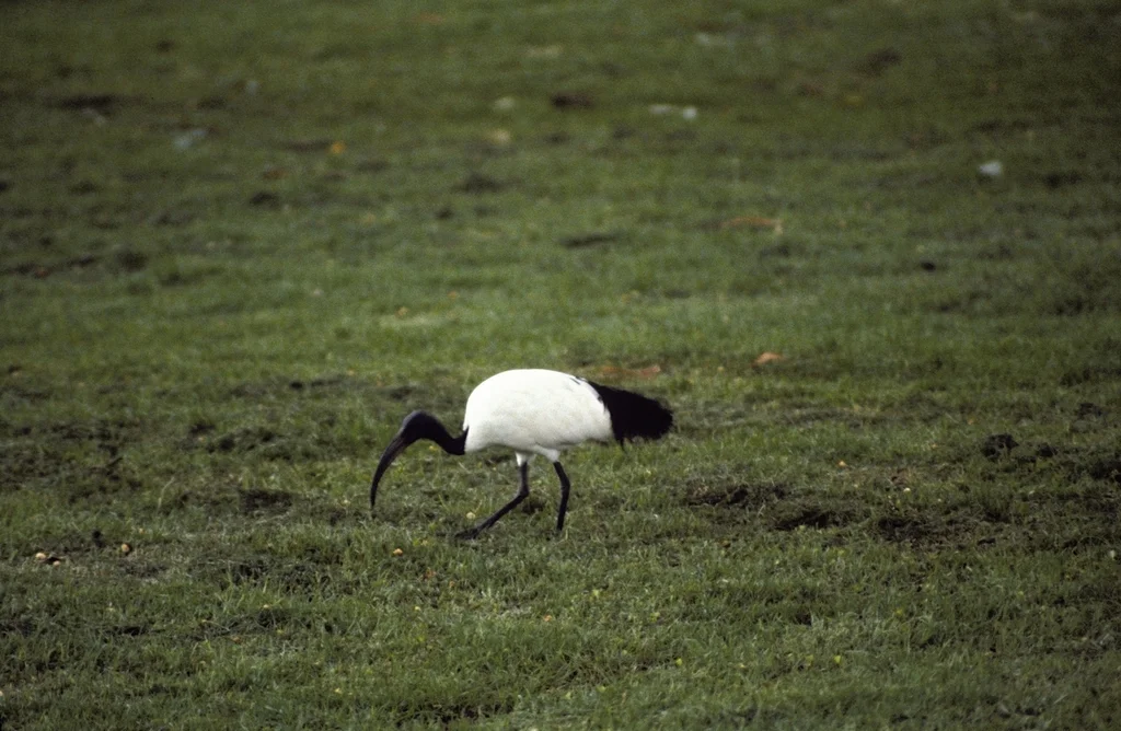 非洲白鹮(Threskiornis aethiopicus)