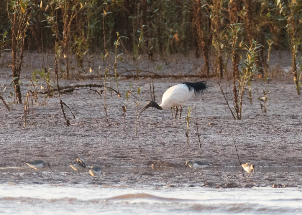 马岛白鹮(Threskiornis bernieri)