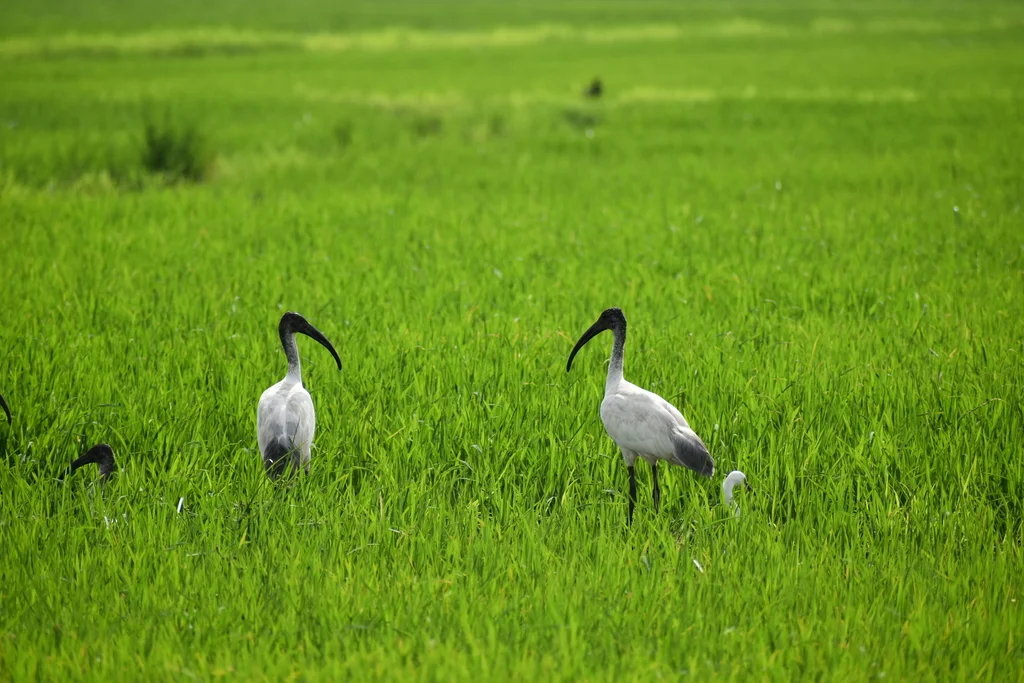 黑头白鹮(Threskiornis melanocephalus)
