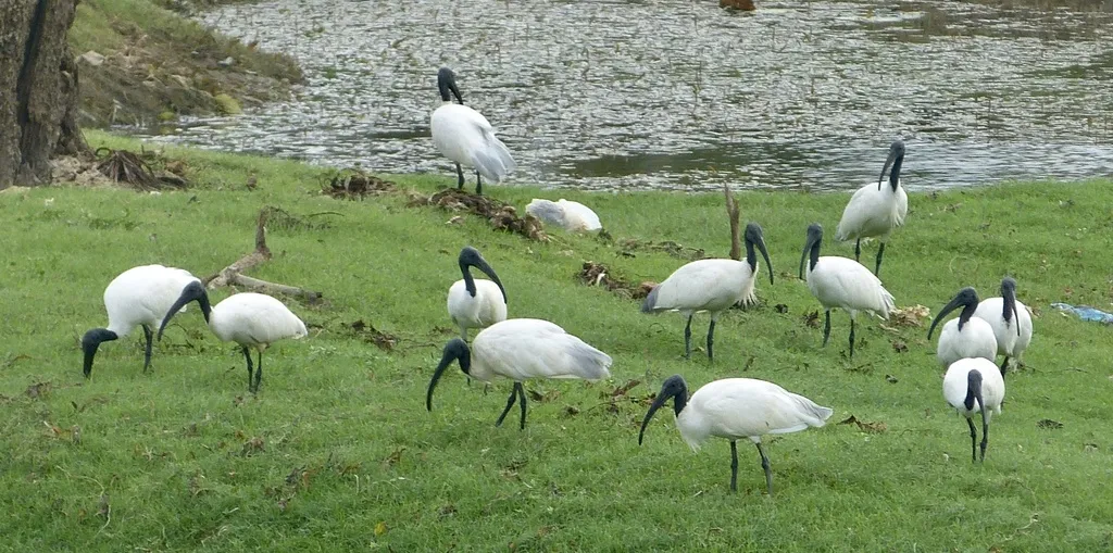 黑头白鹮(Threskiornis melanocephalus)