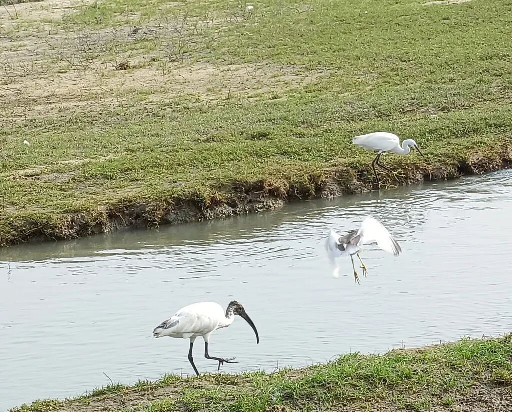 黑头白鹮(Threskiornis melanocephalus)