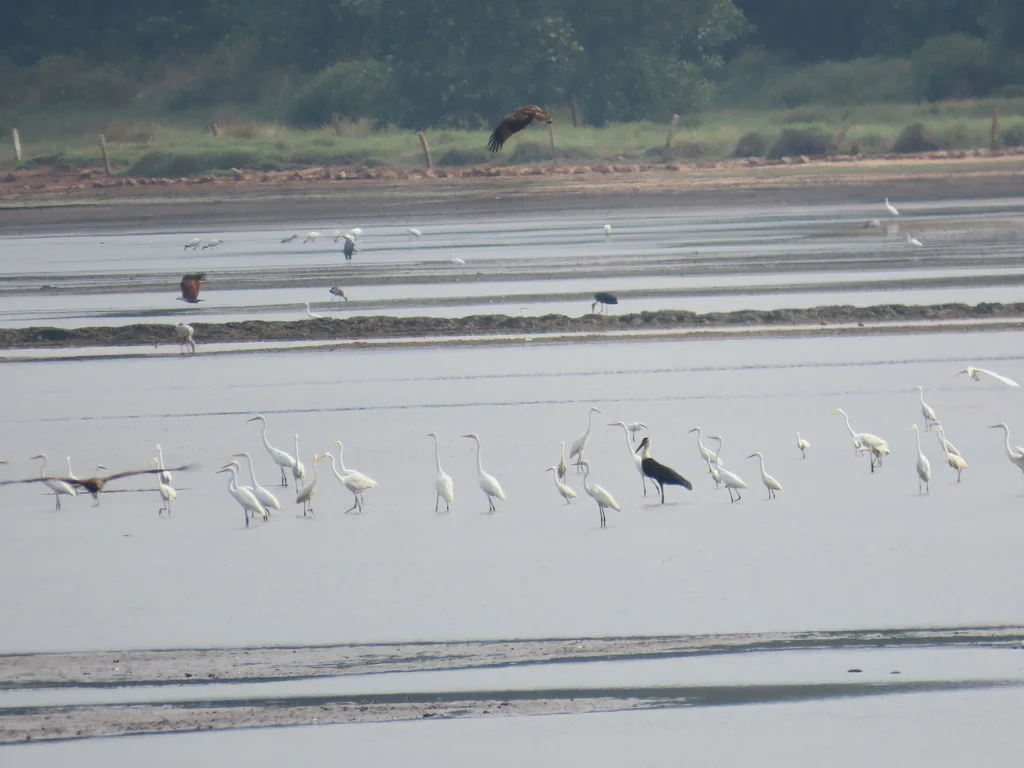 黑头白鹮(Threskiornis melanocephalus)
