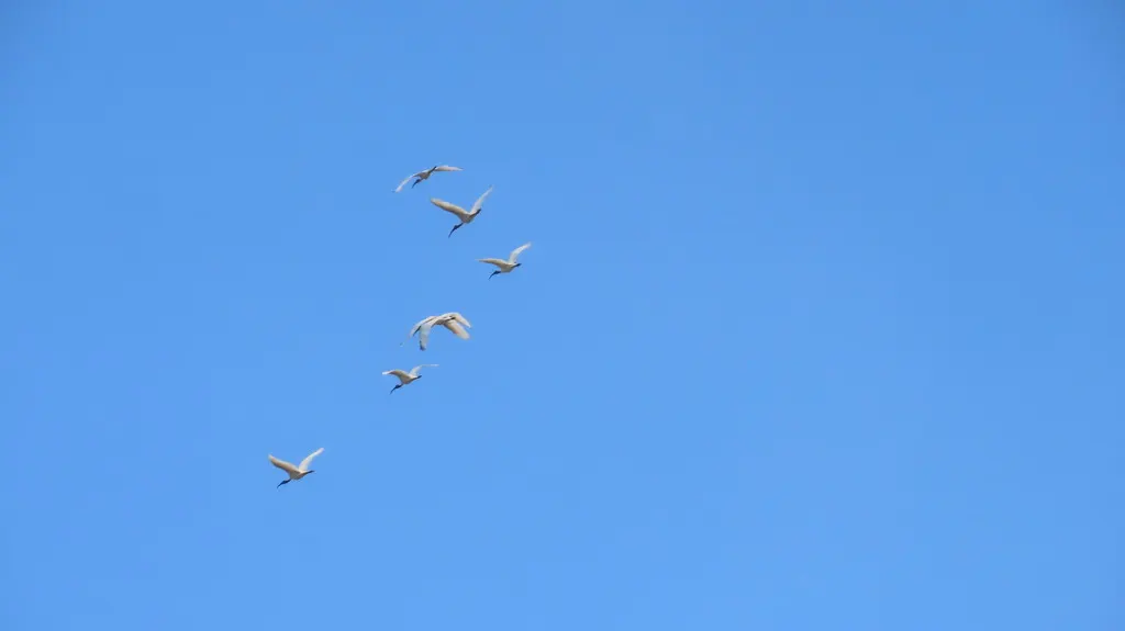 黑头白鹮(Threskiornis melanocephalus)