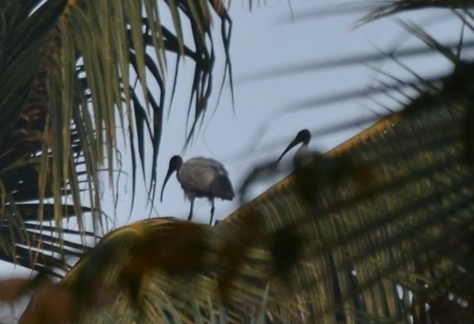 黑头白鹮(Threskiornis melanocephalus)