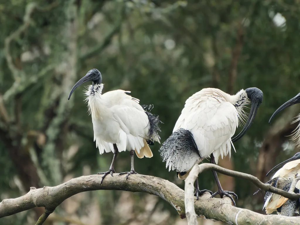 澳洲白鹮(Threskiornis molucca)