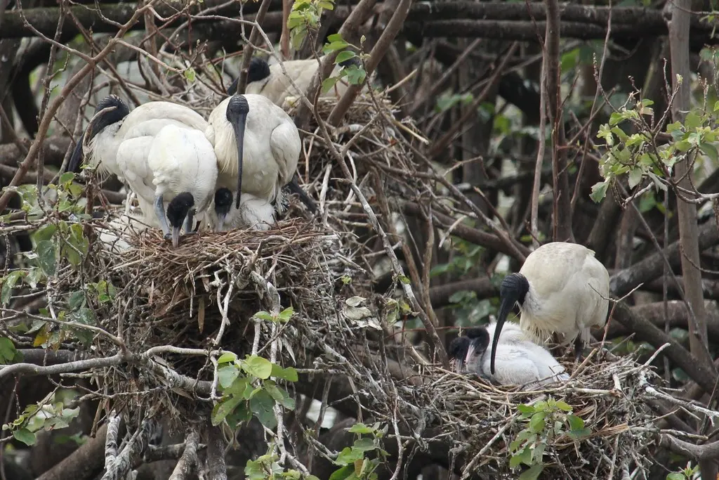 澳洲白鹮(Threskiornis molucca)