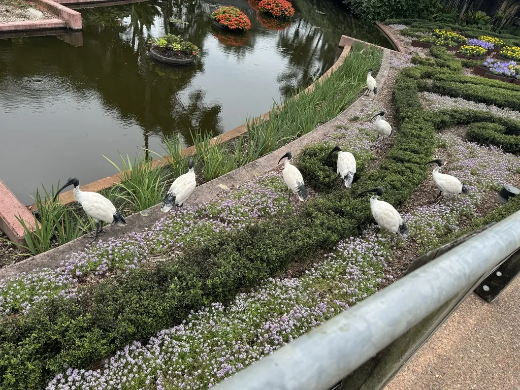 澳洲白鹮(Threskiornis molucca)