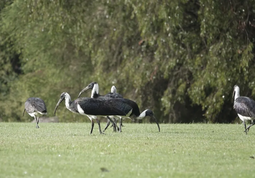 蓑颈白鹮(Threskiornis spinicollis)