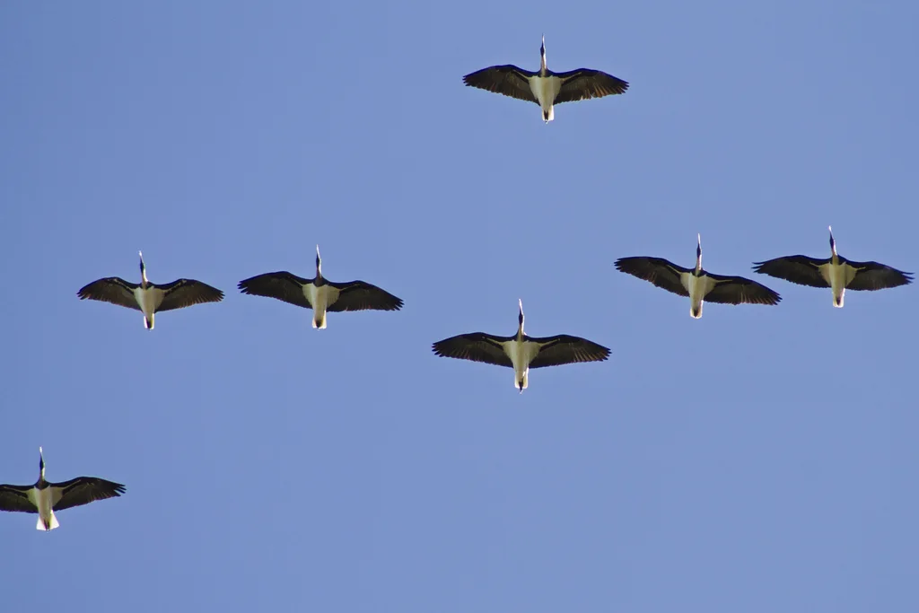 蓑颈白鹮(Threskiornis spinicollis)