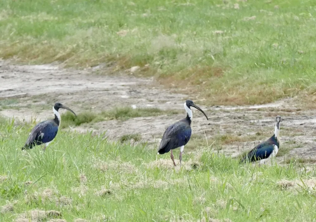 蓑颈白鹮(Threskiornis spinicollis)