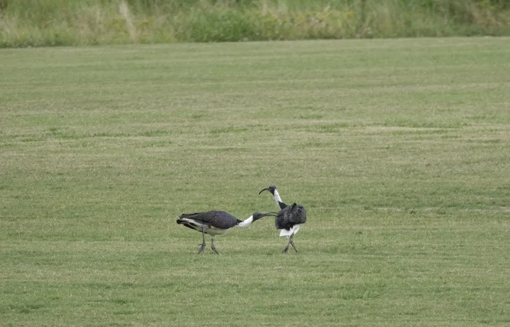 蓑颈白鹮(Threskiornis spinicollis)