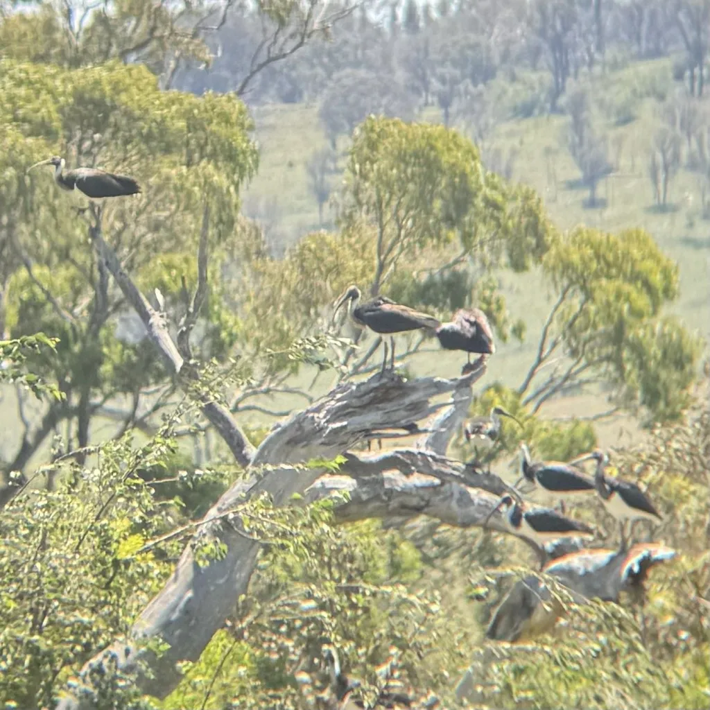 蓑颈白鹮(Threskiornis spinicollis)