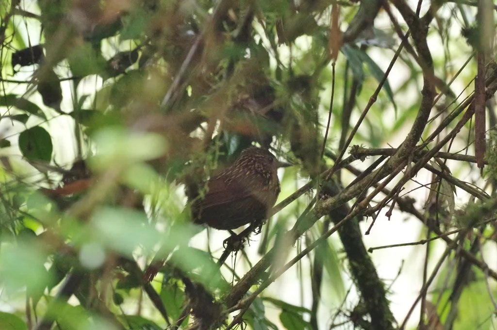 火红树猎雀(Thripadectes flammulatus)