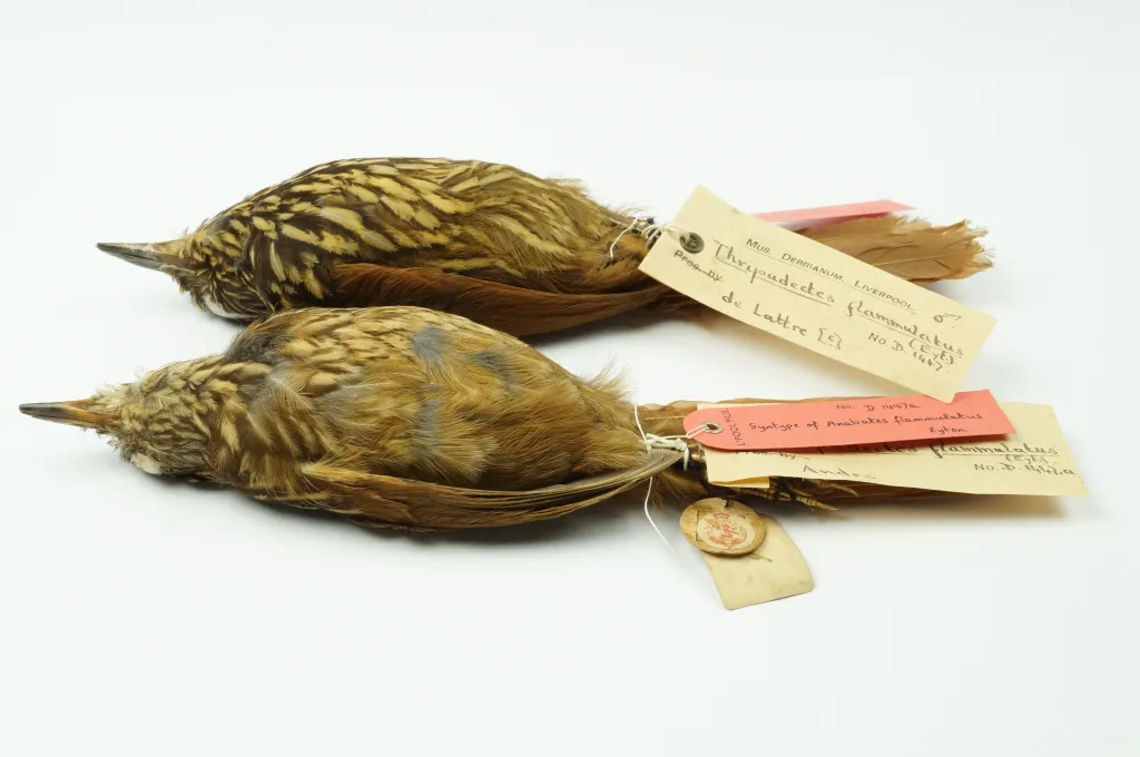火红树猎雀(Thripadectes flammulatus)