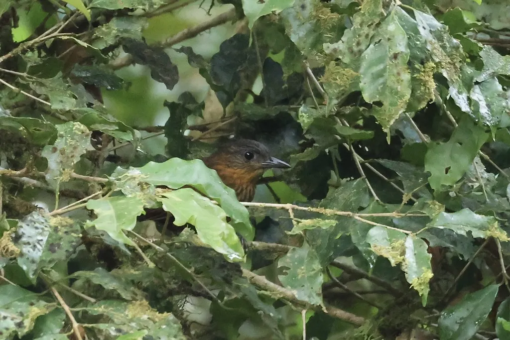 纹胸树猎雀(Thripadectes rufobrunneus)