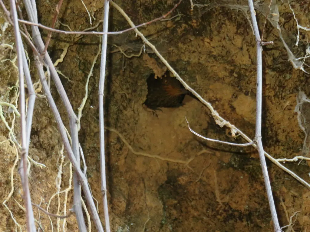纹胸树猎雀(Thripadectes rufobrunneus)