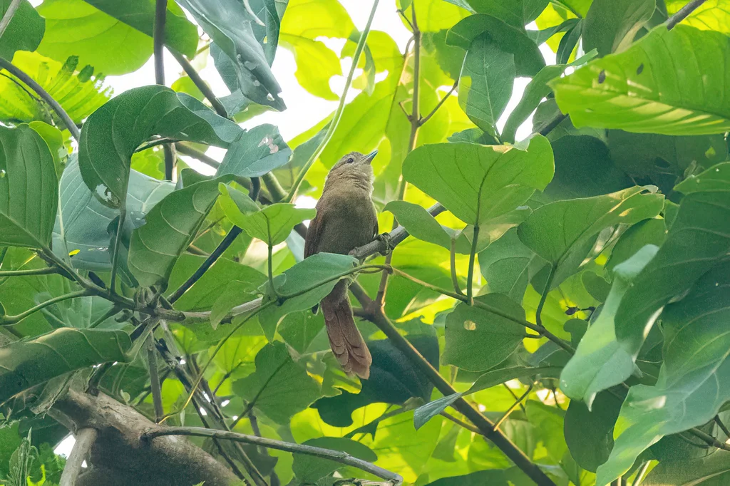 纯色软尾雀(Thripophaga fusciceps)