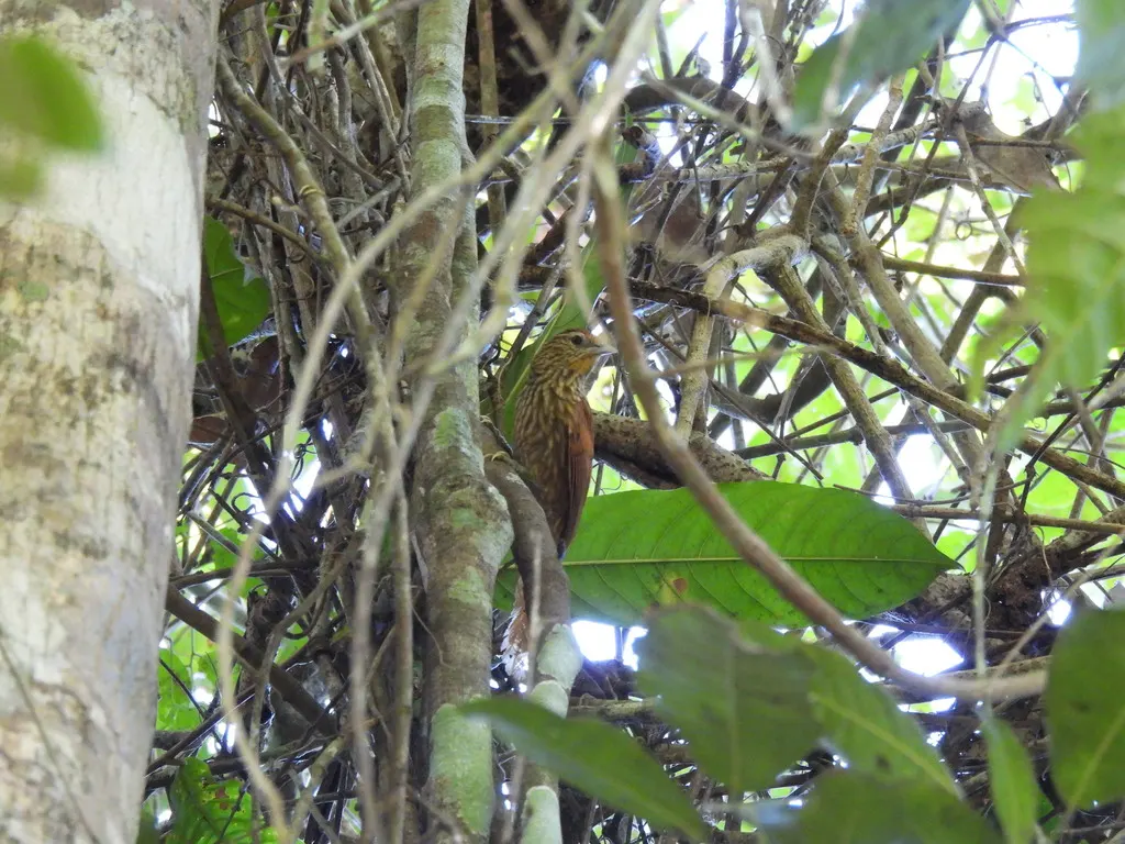 条纹软尾雀(Thripophaga macroura)
