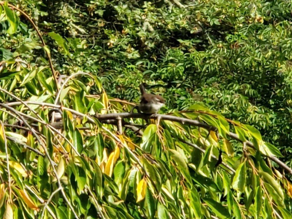 比氏苇鹪鹩(Thryomanes bewickii)