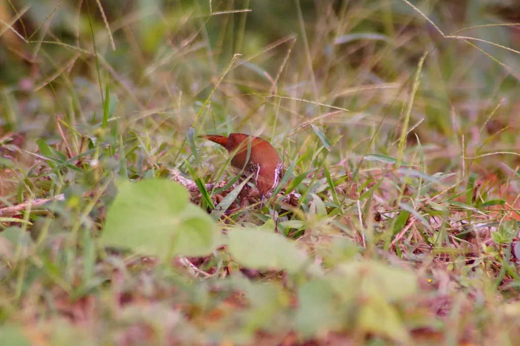 斑苇鹪鹩(Thryophilus pleurostictus)