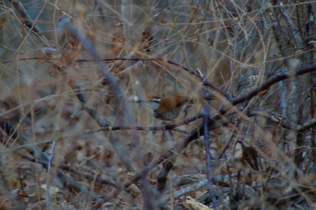 斑苇鹪鹩(Thryophilus pleurostictus)