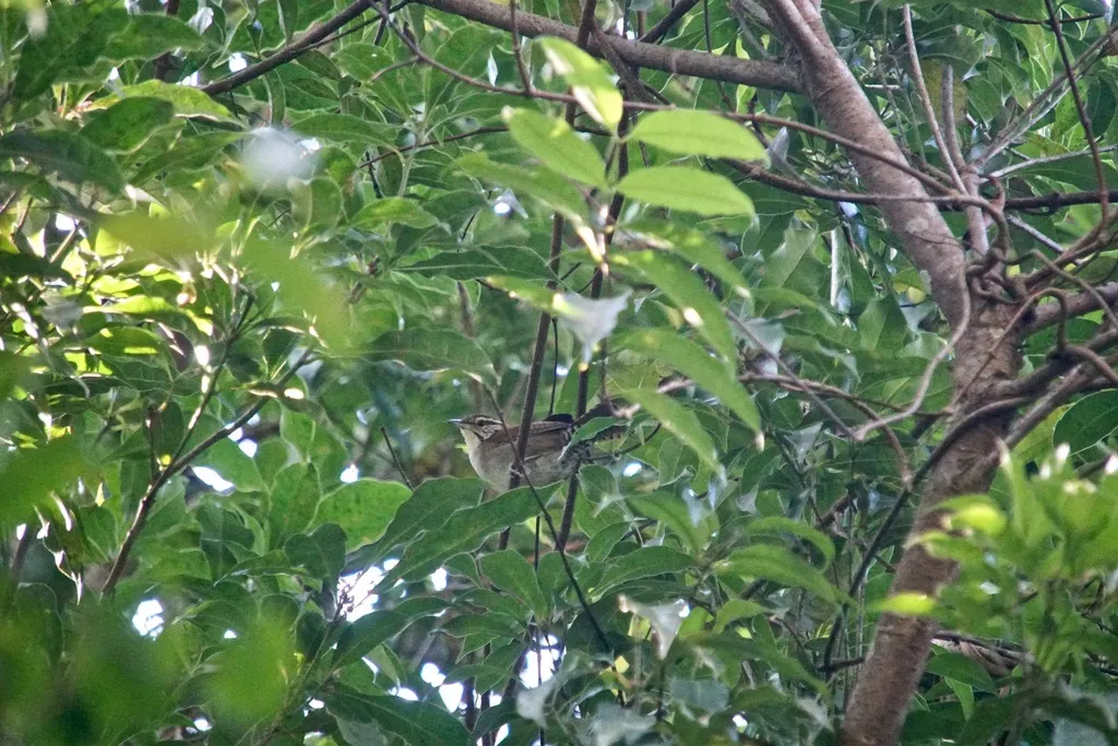 棕白苇鹪鹩(Thryophilus rufalbus)
